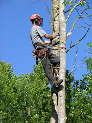 Image showing Arborist 1