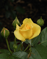 Image showing Wet Rose
