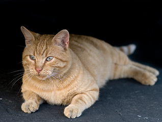 Image showing Stray Cat