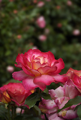 Image showing Wet Rose