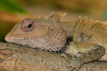 Image showing Garden Lizard