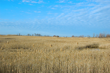 Image showing Dry Land