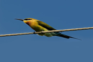 Image showing Blue Tail Bee Eater