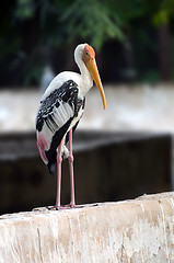 Image showing Painted Stork