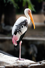 Image showing Painted Stork
