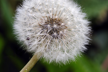 Image showing Dandelions