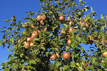 Image showing Apples on the Tree