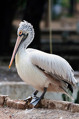 Image showing Spot-Billed or Grey Pelican