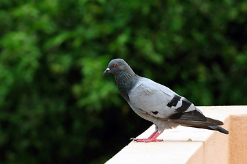 Image showing Pigeon