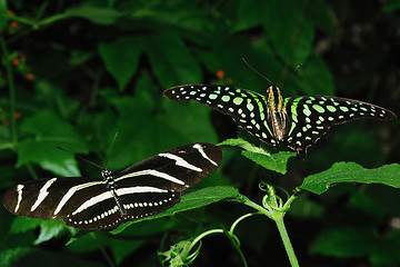 Image showing Butterflies