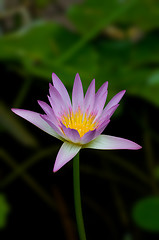 Image showing Pink Lily