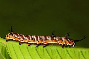 Image showing Caterpillar