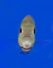 Image showing Fish Eye