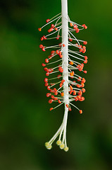 Image showing Japanese Hibiscus