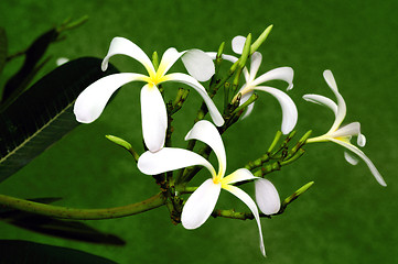 Image showing Frangipani Flower