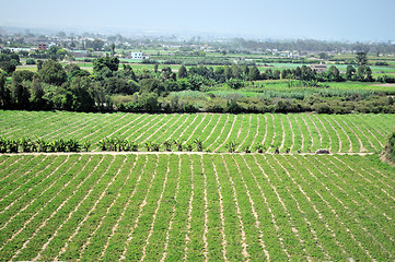 Image showing Fields