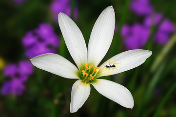 Image showing Rain Lily