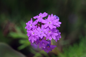 Image showing Moss Verbena