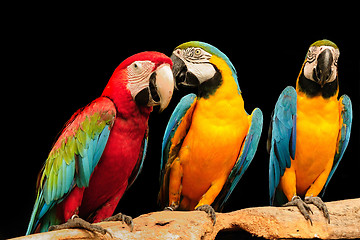 Image showing Macaws