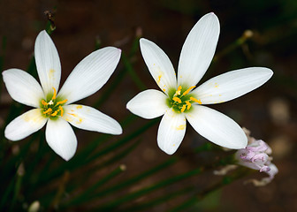 Image showing RAin Lily