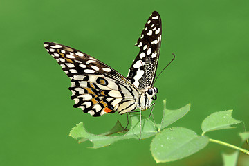 Image showing Lime Butterfly