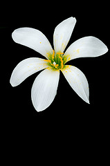 Image showing Rain Lily