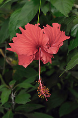 Image showing Japanese Hibiscus