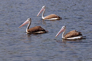 Image showing Pelicans