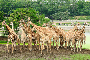 Image showing Giraffee