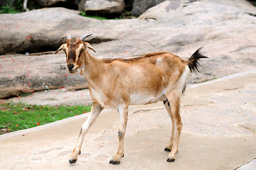 Image showing Goat