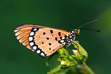 Image showing Tawny Coaster