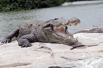 Image showing Crocodile