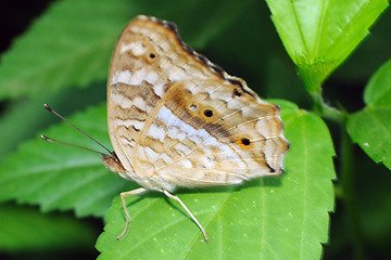 Image showing Butterfly