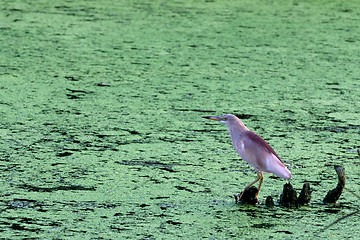 Image showing Pond Heron