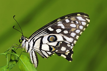Image showing Lime Butterfly