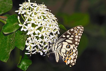 Image showing Lime Butterfly