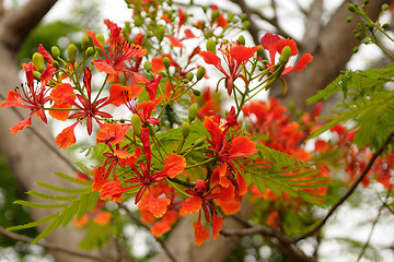 Image showing Gulmohar