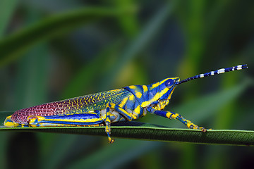 Image showing Painted Grasshopper