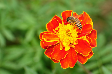 Image showing Bee