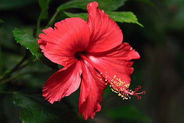 Image showing Hibiscus