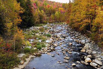 Image showing Foliage