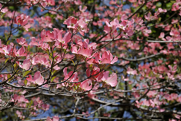 Image showing Cherry Blossoms