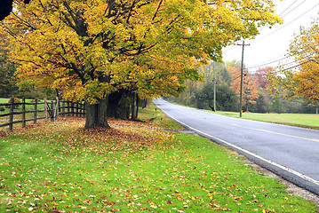 Image showing Foliage