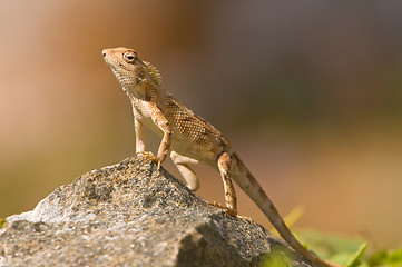 Image showing Garden Lizard