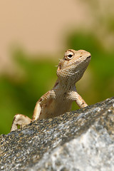 Image showing Garden Lizard