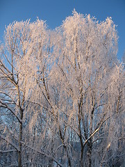 Image showing Frosty trees