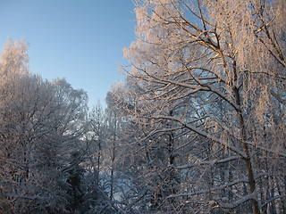 Image showing Frosty trees