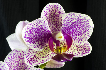 Image showing Orchid