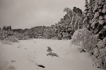 Image showing In The Grizzled Twilight