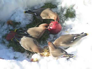 Image showing Waxwings